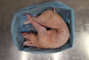 Piglet 16-21 kg