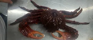 King Crab