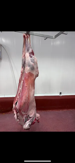 Fresh HALAL Lamb Carcasses 14/16 Kg