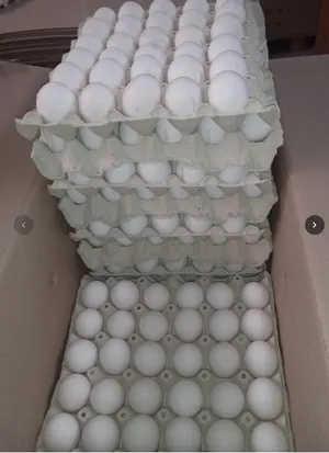 Fresh table eggs, grade A, M/L size, cage egg, white/brown