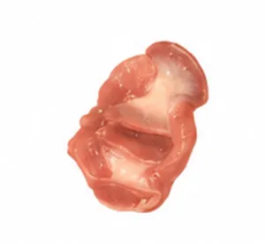 Chicken gizzards
