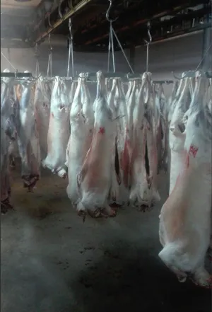 Fresh slaughtered halal lambs 14-22kg - 10.50 euro/kg