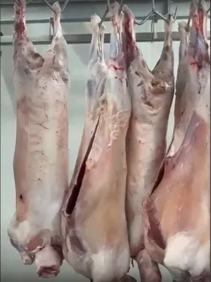 Fresh slaughtered pigs - 2.80 euro/kg
