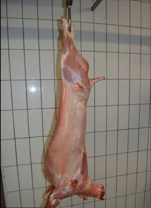 Fresh slaughtered suckling pigs 12-25kg - 5.50 euro/kg