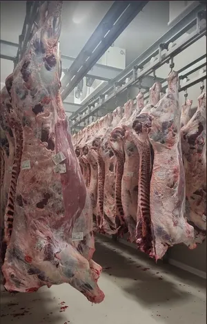 Halal beef halves or whole - 8 euro/kg