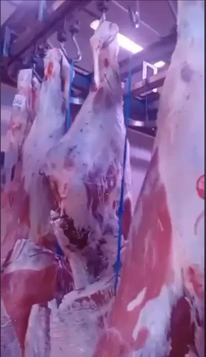 Halal veal halves or whole - 8.50 euro/kg