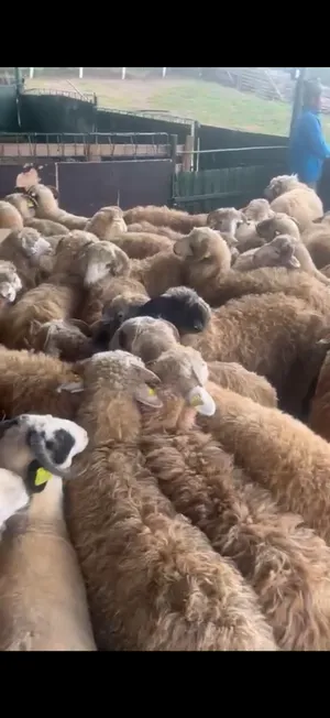 Live lambs (30–40 kg)