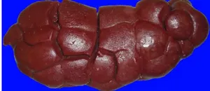 Beef Kidney Full truck load