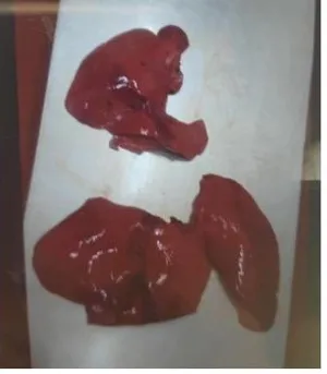 Frozen pork liver, naked block, 21000kg, Poland