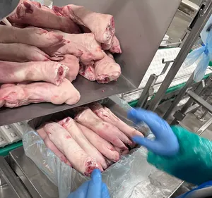 Frozen pork hind feet