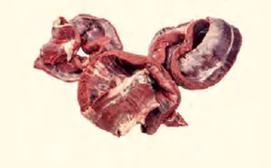 Diaphragme