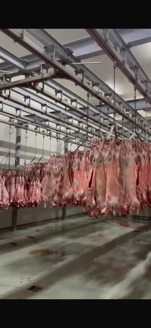 Lamb with head and offal