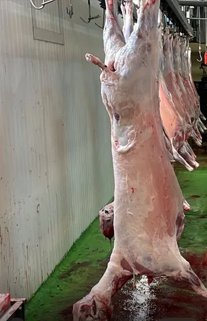 Lamb carcass