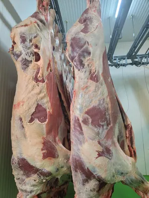 Beef quarters