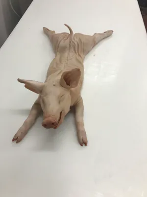 Frozen Whole Suckling Pig (8-13kg)