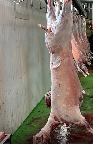 Whole Lamb carcass