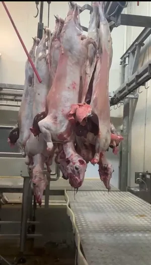 Halal lamb with head and offal