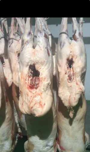 Karakul lamb carcass