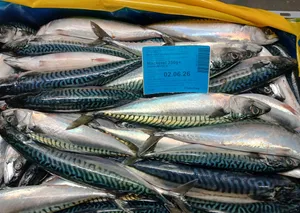 Frozen Mackerel