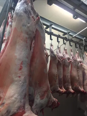 Halal ewes