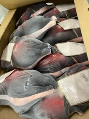 Frozen whole duck