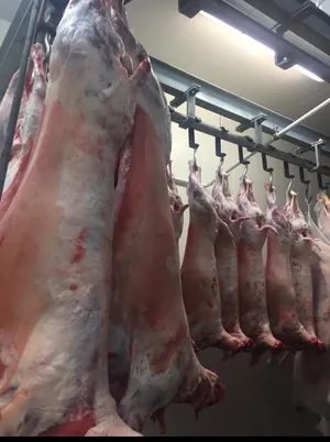 Ewes meat