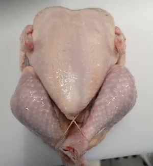 Frozen chicken grillers 900-1100
