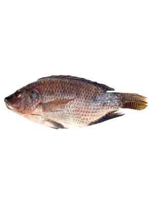 Whole Black Tilapia WGGS