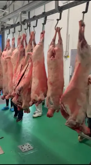 Whole Lamb
