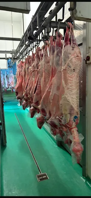 Whole Lamb