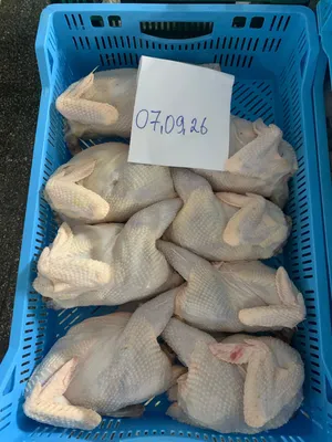 Frozen hen