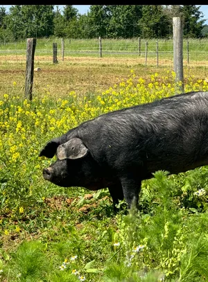Fresh Gascon pork carcasses, premium French breed, farm-raised in France, approx, 110 kg/carcass