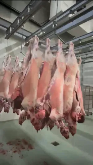 Verkaufe frisch geschlachtete halal lâmmer 14-22 kg mit kopf und innerein 8,50€ pro kg -lieferung in ganz eu möglich -nu