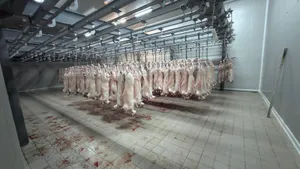 Fresh chilled lamb and sheep carcasses – delivery to Germany, Available quantity:, Products and prices