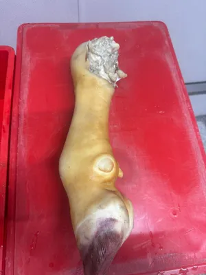 Beef Cow Feet Frozen Burned