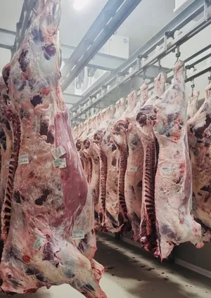 Beef carcass, Romania