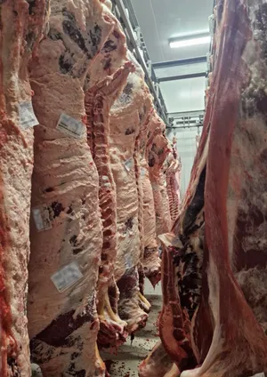Angus beef carcass, Romania