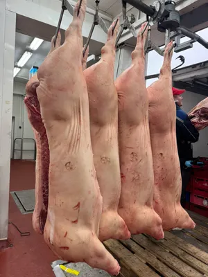 Chilled pork sides E class, without jowls, 39-41 kg