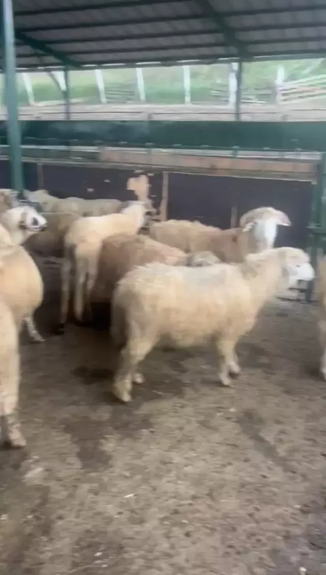 Ich verkaufe lebendige lämmer 1