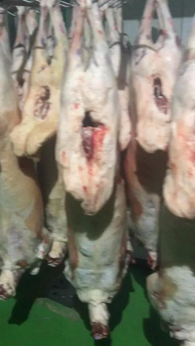 Karakul lamb carcass 4