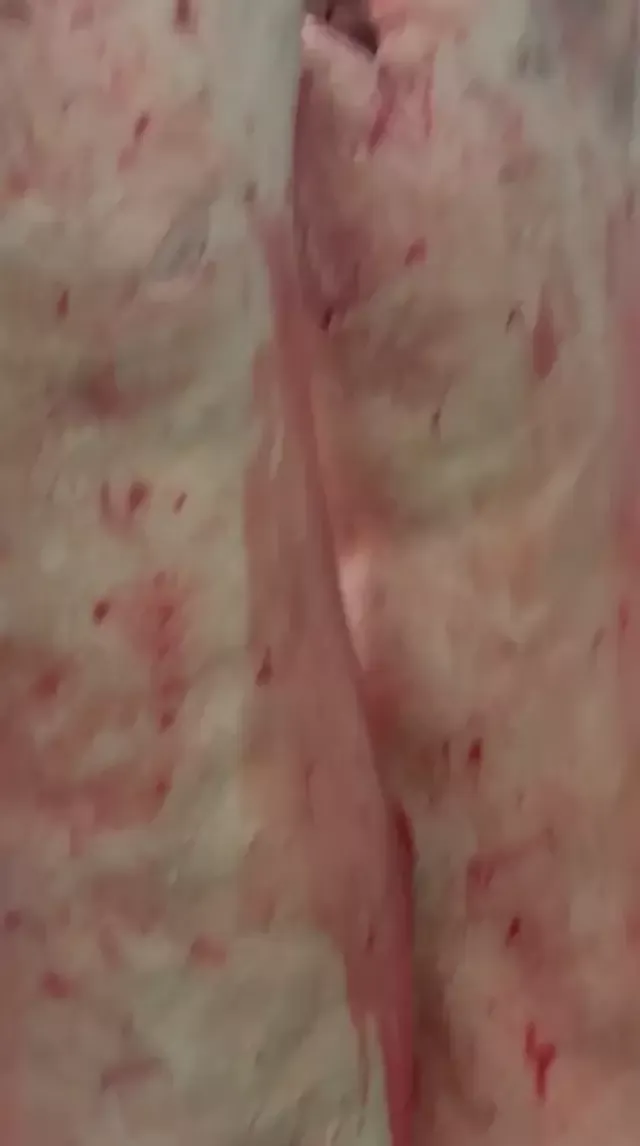 Heavy ewes whole carcass, origin Romania 2