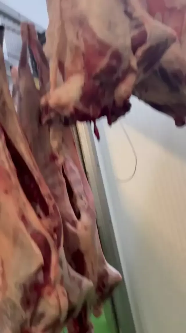 Light lambs, 10-17kg 7